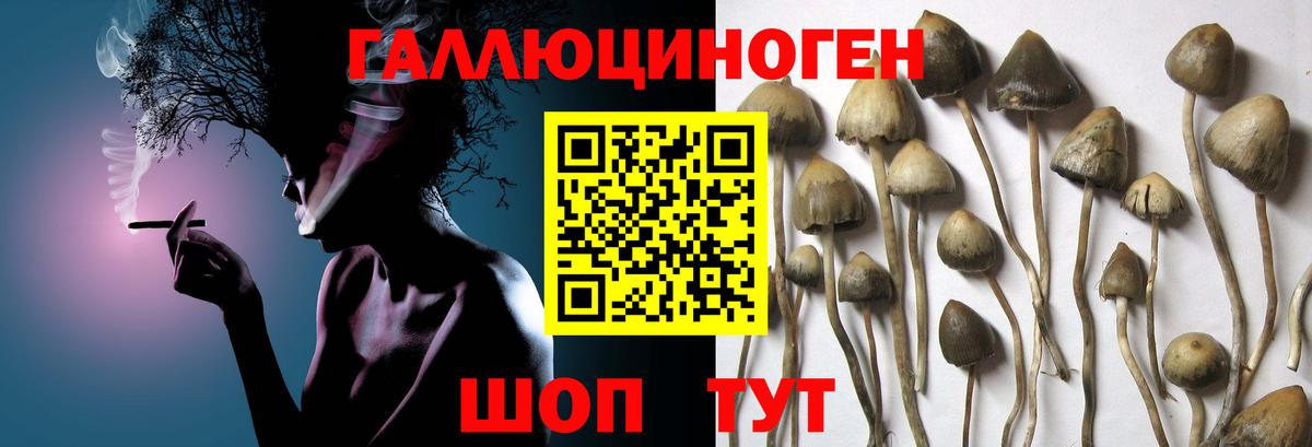 Галлюциногенные грибы Psilocybine cubensis Ялта